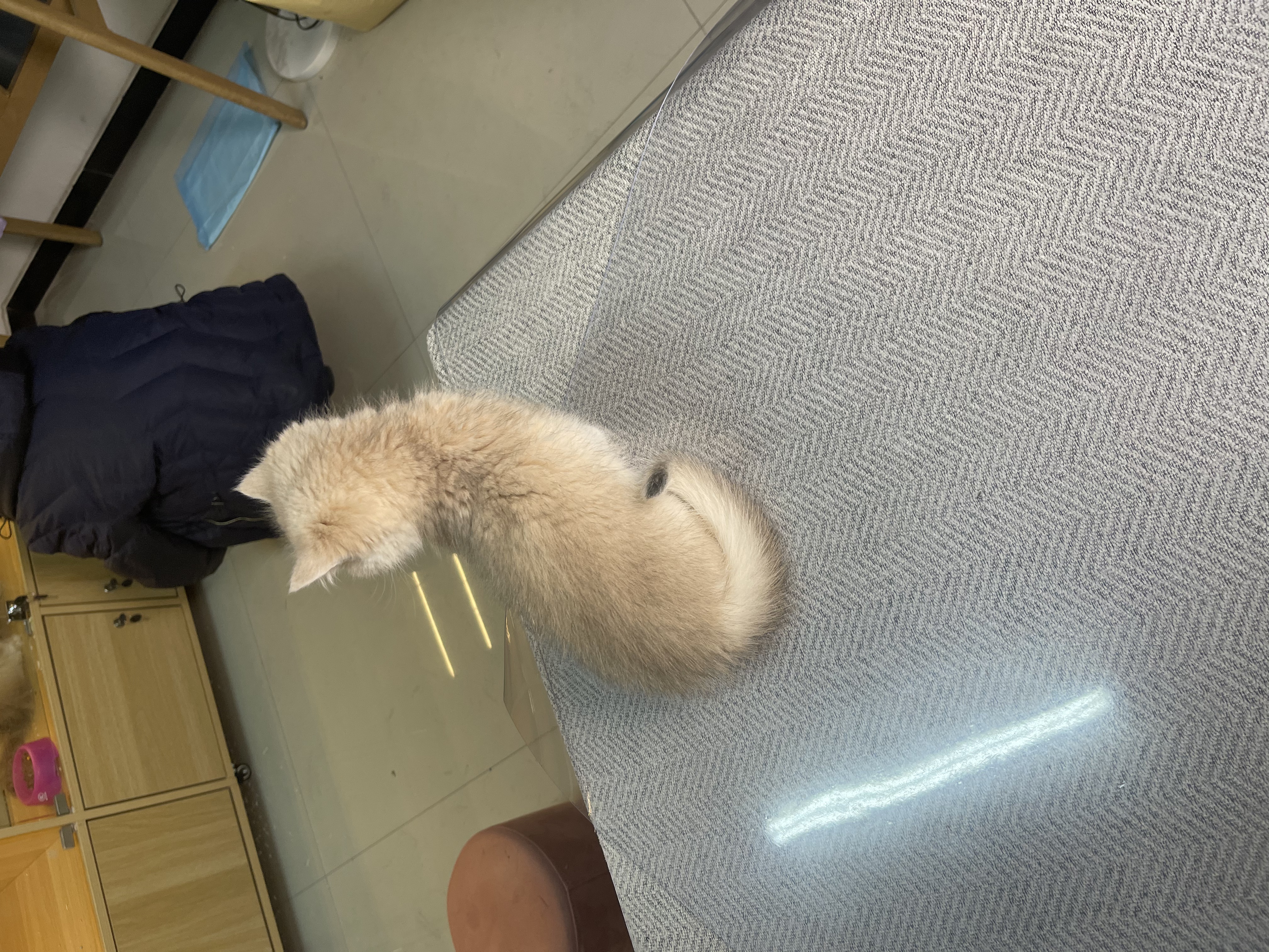 焦糖蓝金妹妹